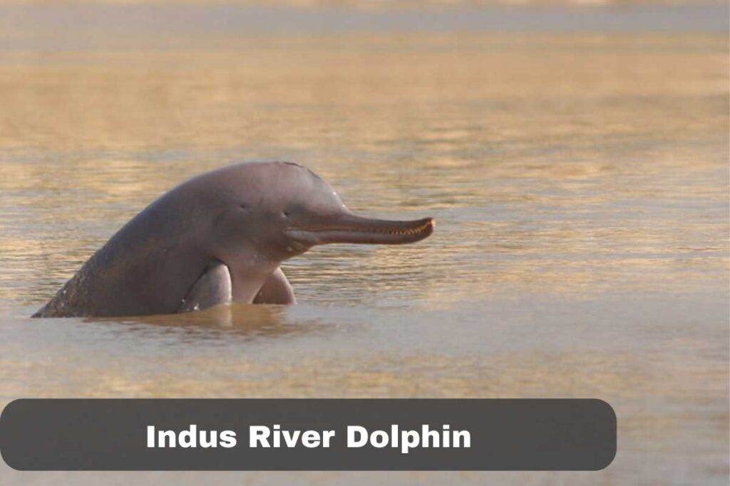 Indus River Dolphin