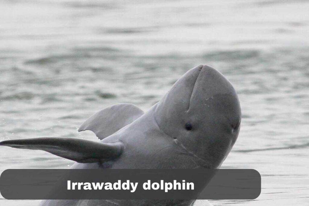 Irrawaddy dolphin