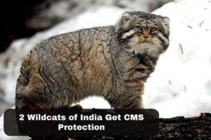 2 Wildcats of India Get CMS Protection
