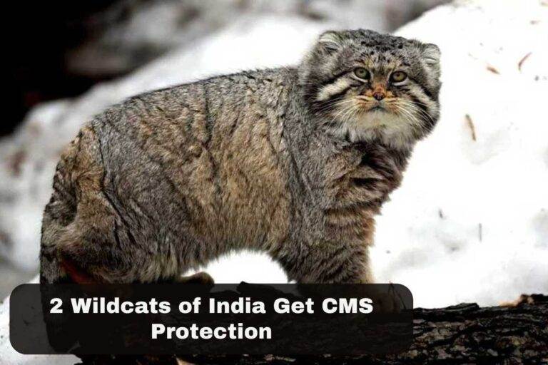 2 Wildcats of India Get CMS Protection