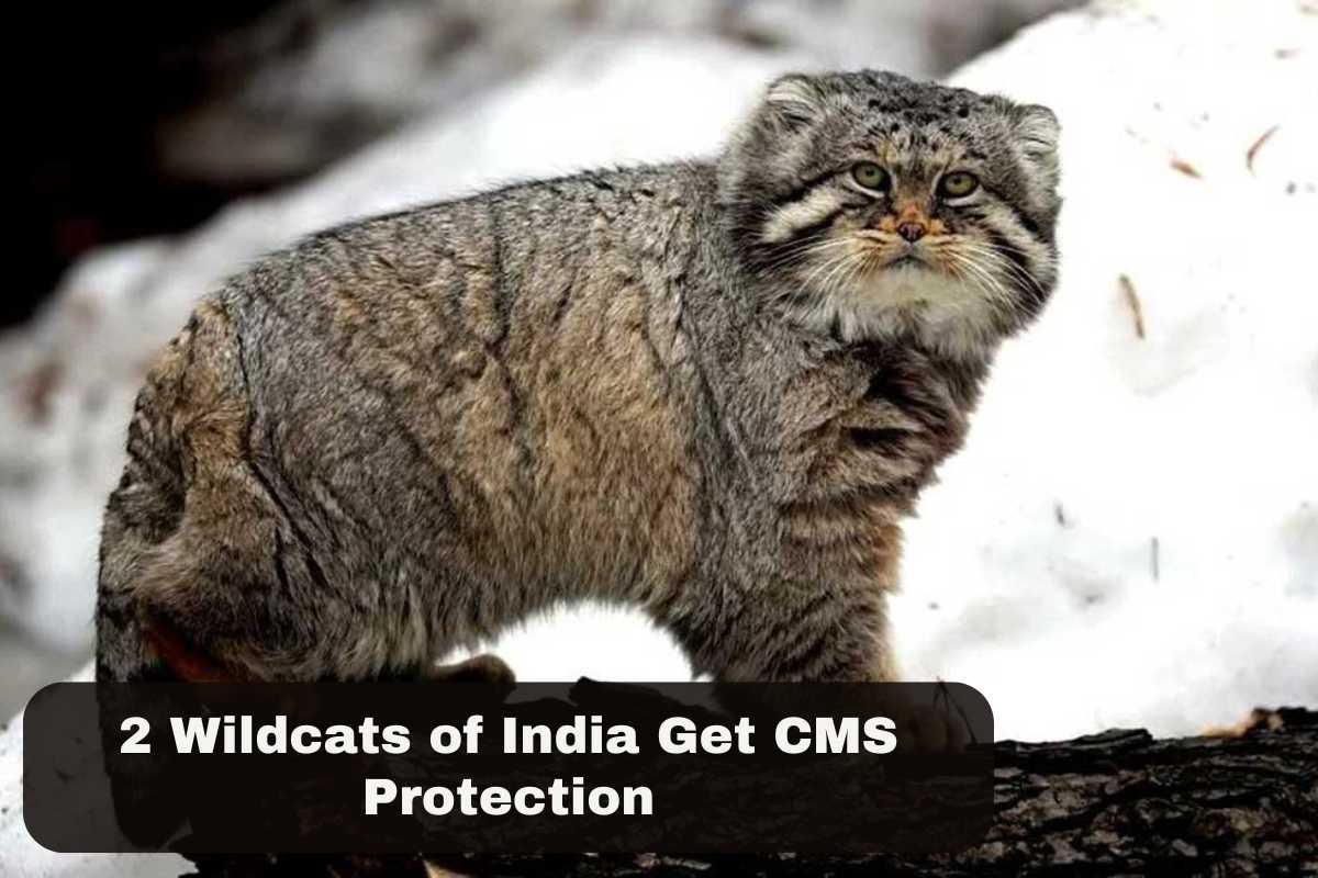 2 Wildcats of India Get CMS Protection