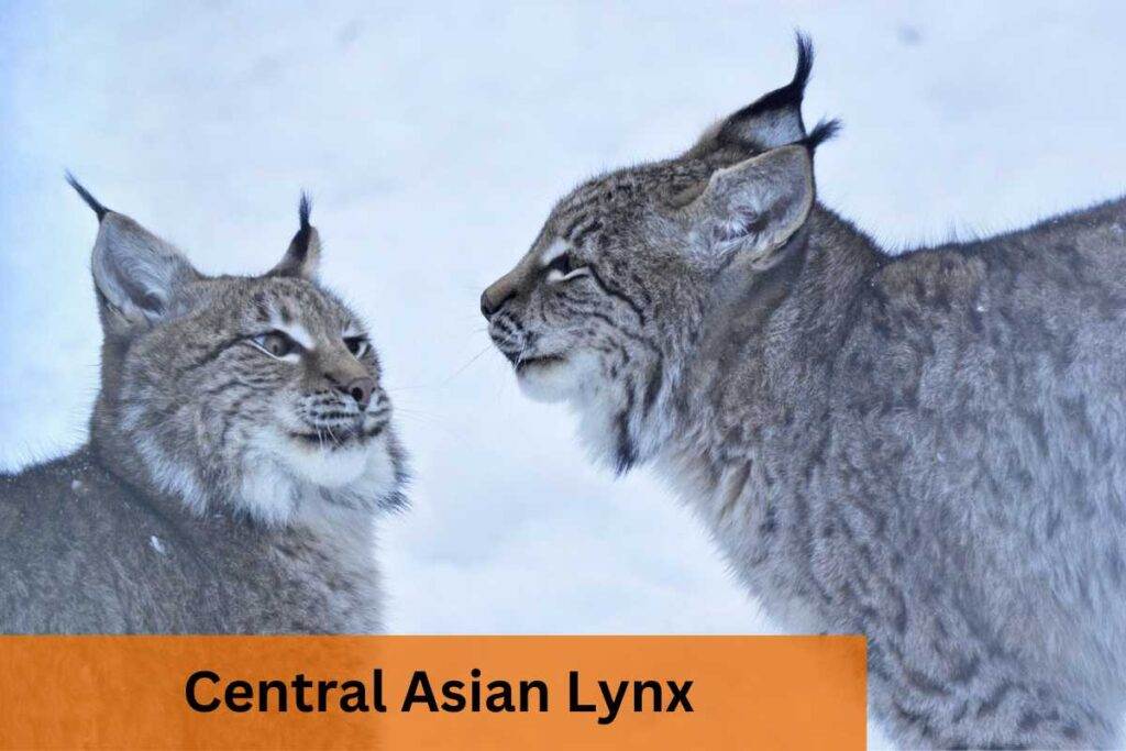 Central Asian Lynx