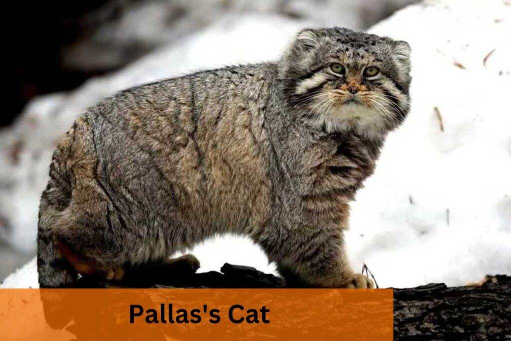 Pallas's Cat