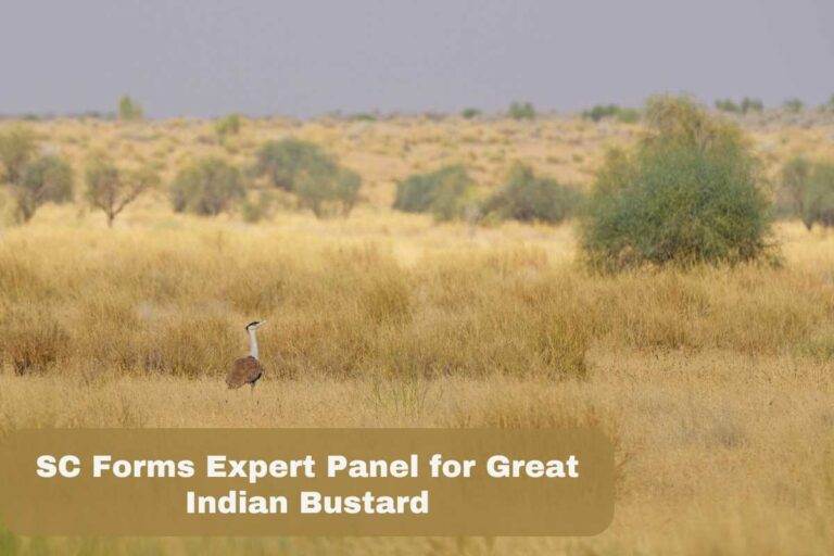 SC Forms Expert Panel for Great Indian Bustard