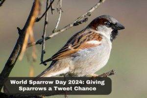 World Sparrow Day 2024 Giving Sparrows a Tweet Chance