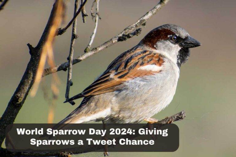 World Sparrow Day 2024 Giving Sparrows a Tweet Chance