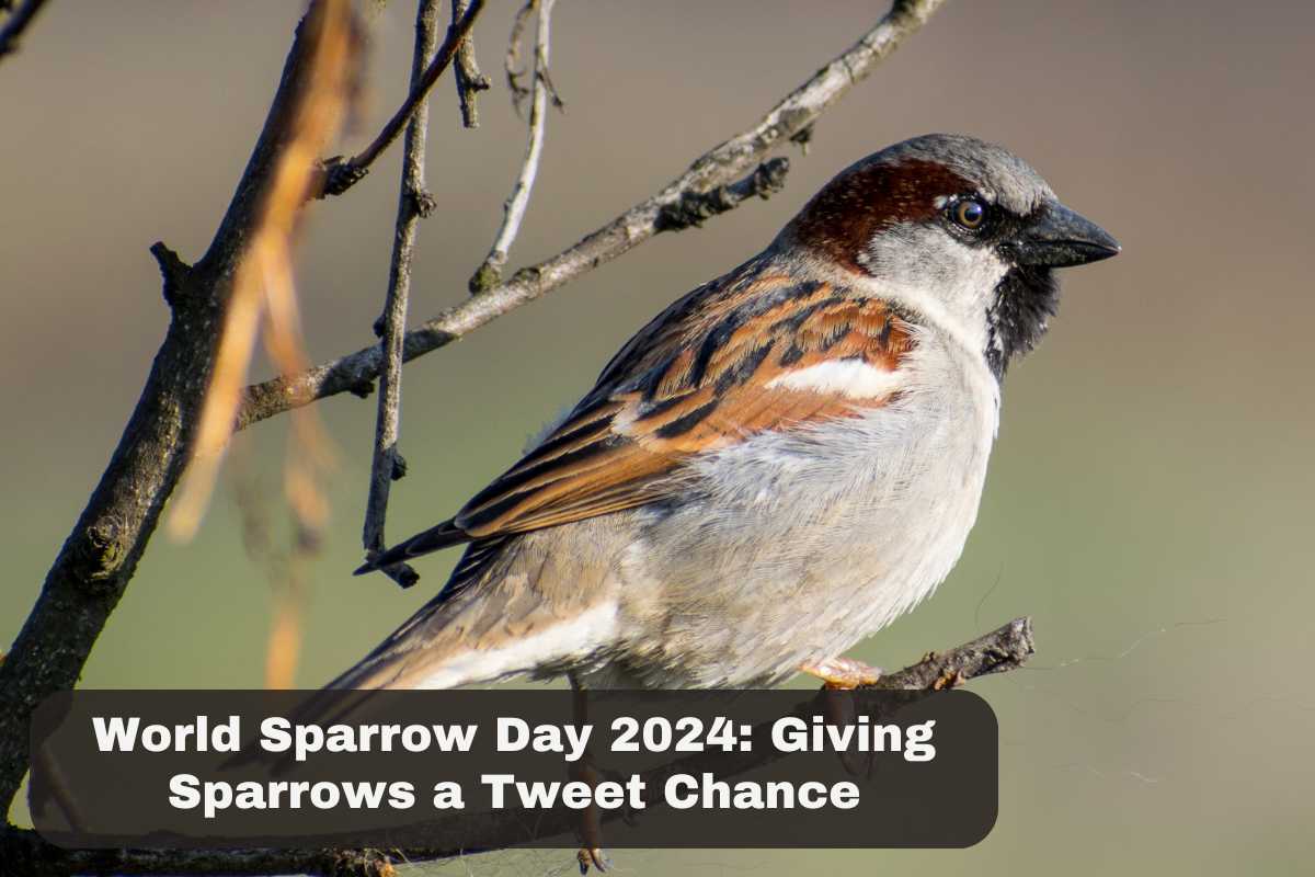 World Sparrow Day 2024 Giving Sparrows a Tweet Chance